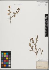 Foto von Salix aurita L.